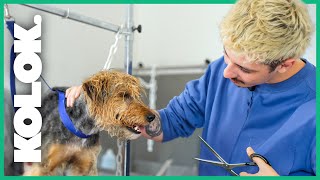Jai Testé Le Métier De Toiletteur Canin