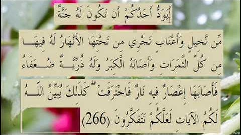 القران الكريم سورة البقرة الاية 266