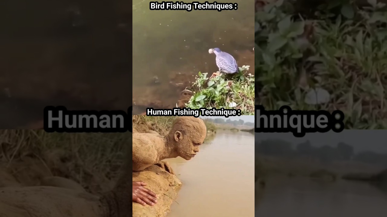 Watch The Funny Difference Between Bird Fishing and Human Fishing 😂 Meme on YouTube Watch The Funny Difference Between Bird Fishing and Human Fishing 😂 Meme on YouTube