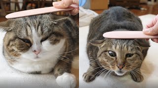 ねこじゃすりとまるとはな。New cat groomer and Maru&Hana.