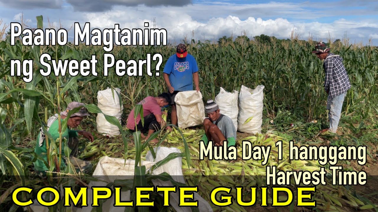 Paano magtanim ng Sweet Pearl | Mula sa pagtatanim ng butil, pag alaga hanggang harvest time.