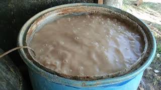 Probiotic For White Shrimp