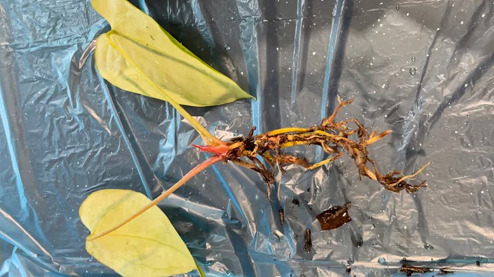 Roots’ Check and Root Rot Mitigation - Anthurium Crystallinum x Magnificum X x Verde