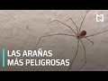 Síntomas de picadura de araña | Tipos de araña - Las Noticias