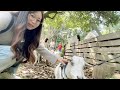 🔴Explore aikawa kanagawa #japan