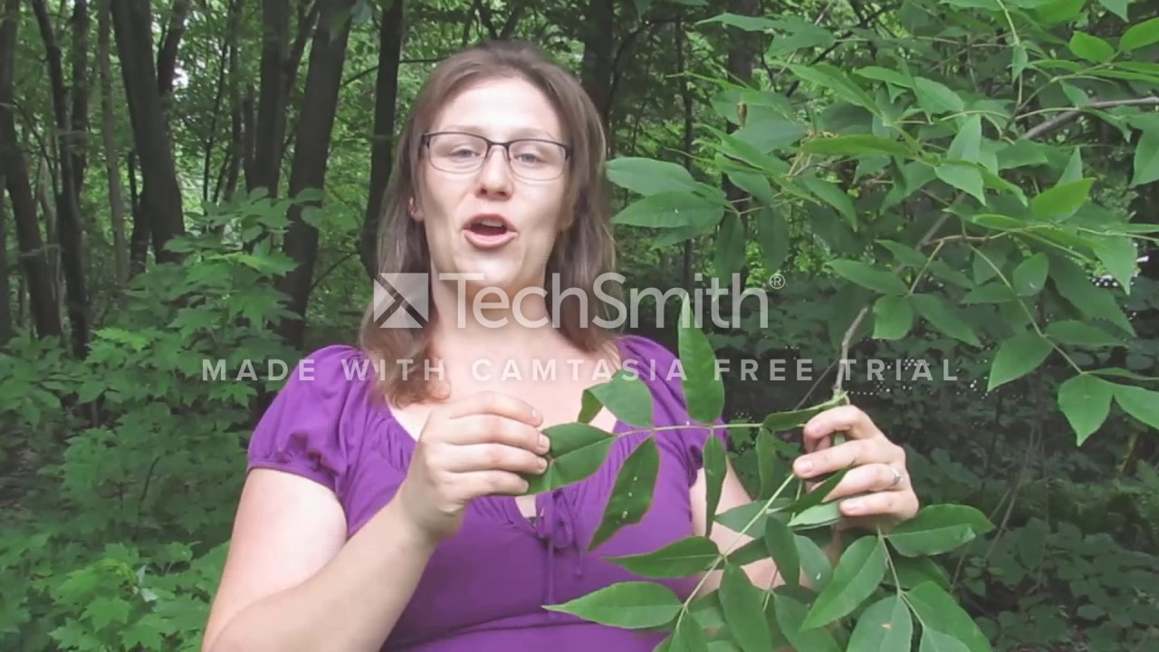 Identification d'arbres du sud du Québec