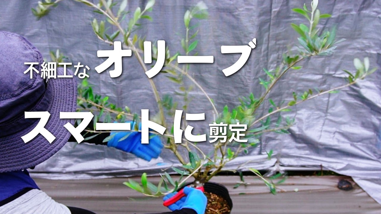無細工オリーブをスマートに剪定する。