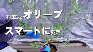 無細工オリーブをスマートに剪定する。 - YouTube
