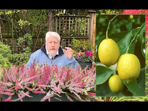 Vidéo: Raisons pour lesquelles un citronnier ne fleurit pas : réparer un citronnier qui ne fleurit pas