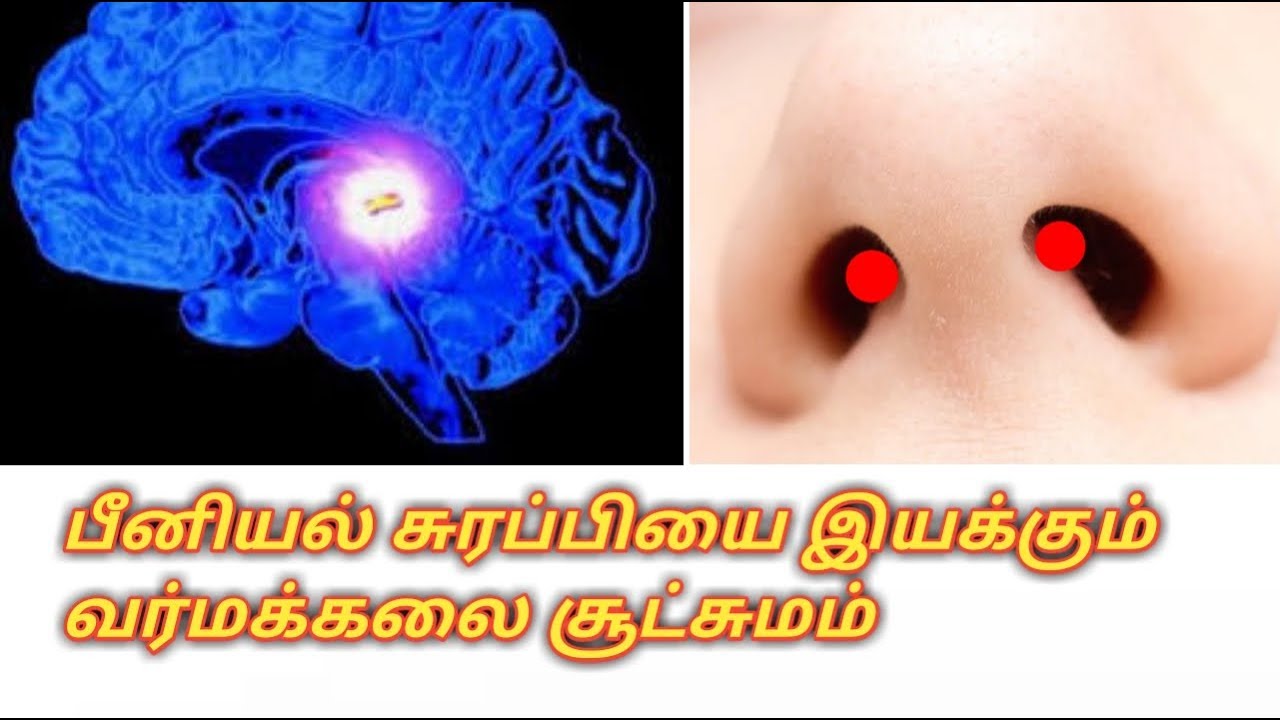 பீனியல் சுரப்பியை இயக்க வர்மக்கலை சூட்சும இரகசியம்/எஸ்.கோபாலகிருஷ்ணன்+919894285755