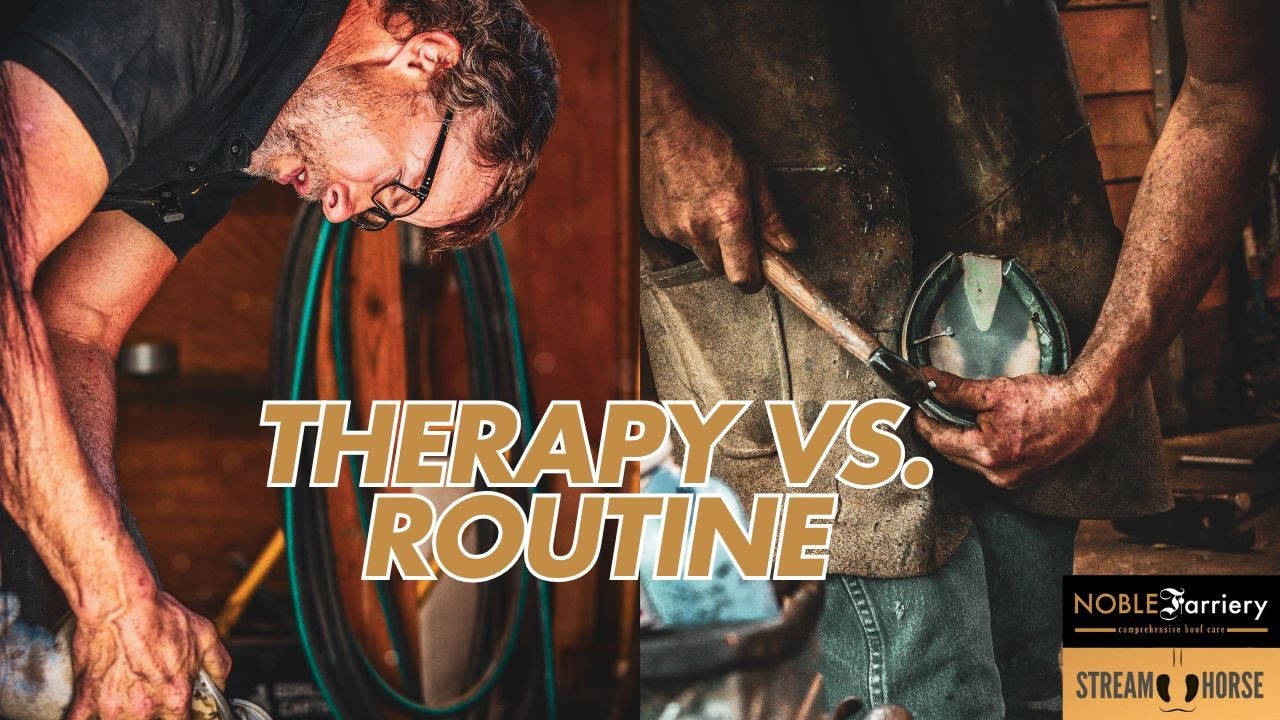 Therapy vs. Routine Shoeing: Understanding the Balance - YouTube