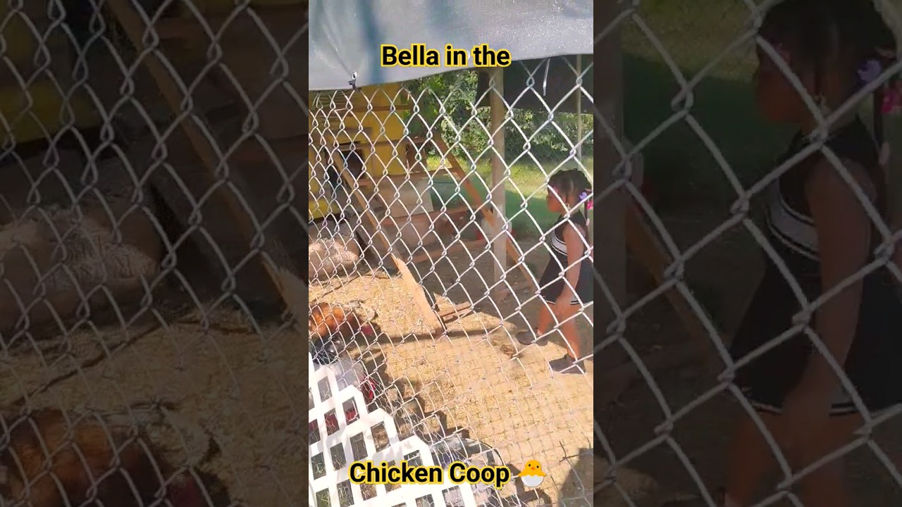 🐣Bella in the Chicken Coop 🤣 #2023 #farming #funny #kids - YouTube