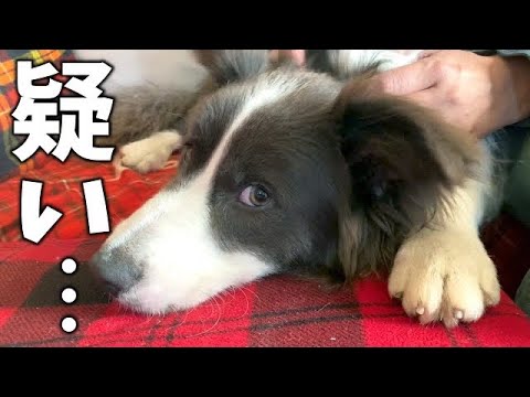 【疑惑】Doggy Boxって0円で配ってるけど、怪しくね!?