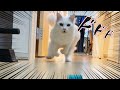 長毛猫が走るとタプタプ感がスゴい！