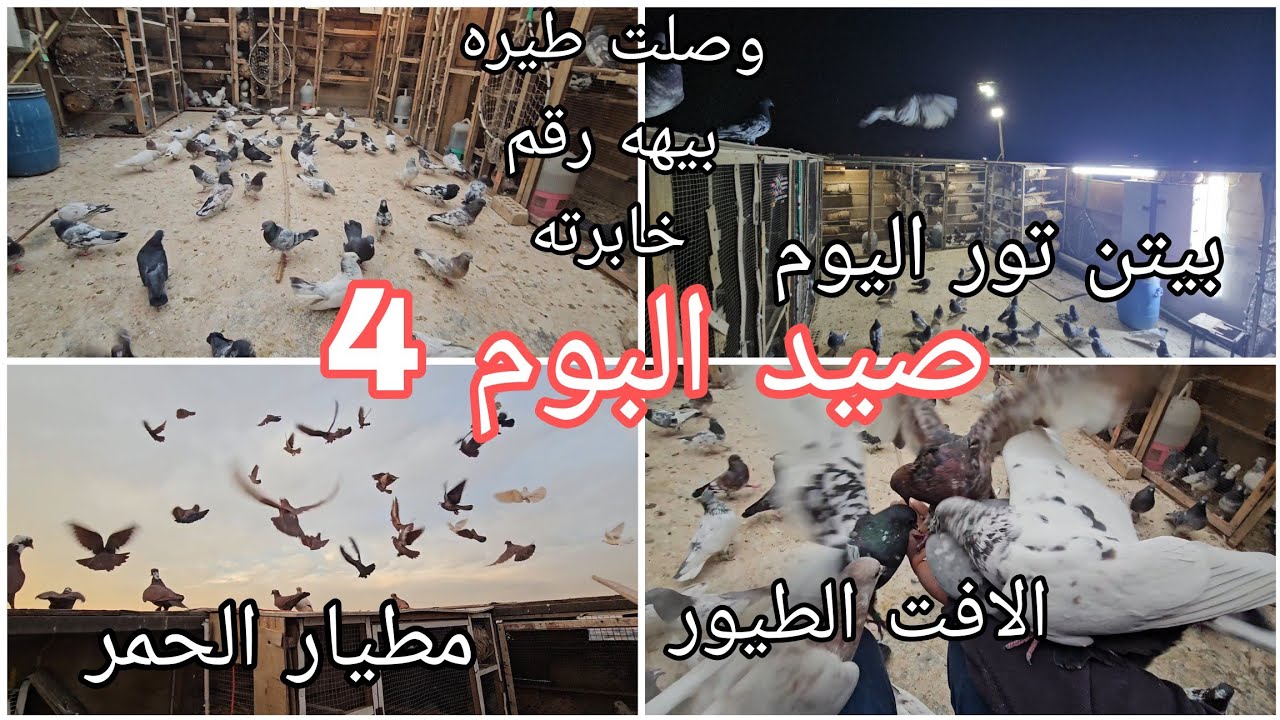 صيد اليوم 4😘وصلت طيره بيهه رقم خابرته انباعن البصراويات والمساكي ❤️🤍❤️