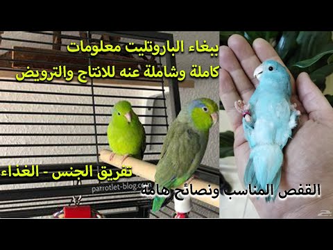 ببغاء الباروتليت معلومات كاملة للتربية للترويض او الانتاج