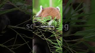 Red Panda The Adorable Impostor! #facts #animalfacts #naturelovers