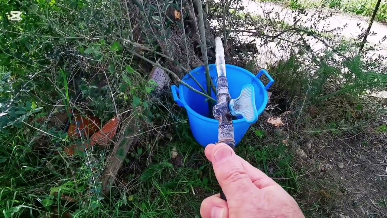 Uliveto a costo zero. Il segreto degli antichi.