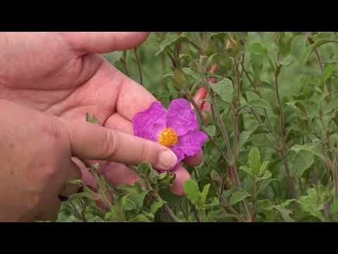 gartentipp-aus-dem-park-der-gärten-|-juni-2020