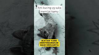 Download Lagu Arti kucing yg suka memijat kamu MP3 Download Lagu Arti kucing yg suka memijat kamu MP3