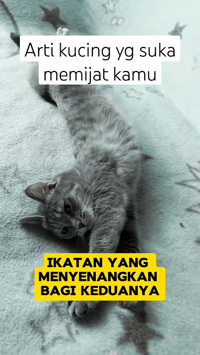 The meaning of a cat that likes to massage you