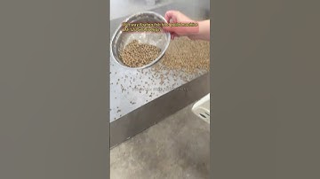 Wet way floating fish feed pellet machine | LM-120 500-600kgh