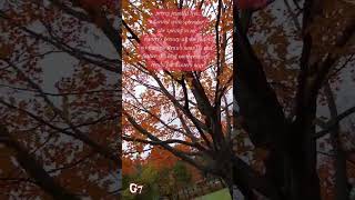 My thoughts while at the park October 29th, 2025