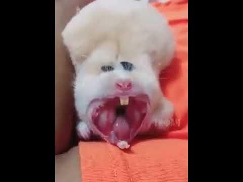 ХОМЯК ЗЕВАЕТ. СМЕШНОЕ ВИДЕО - YouTube
