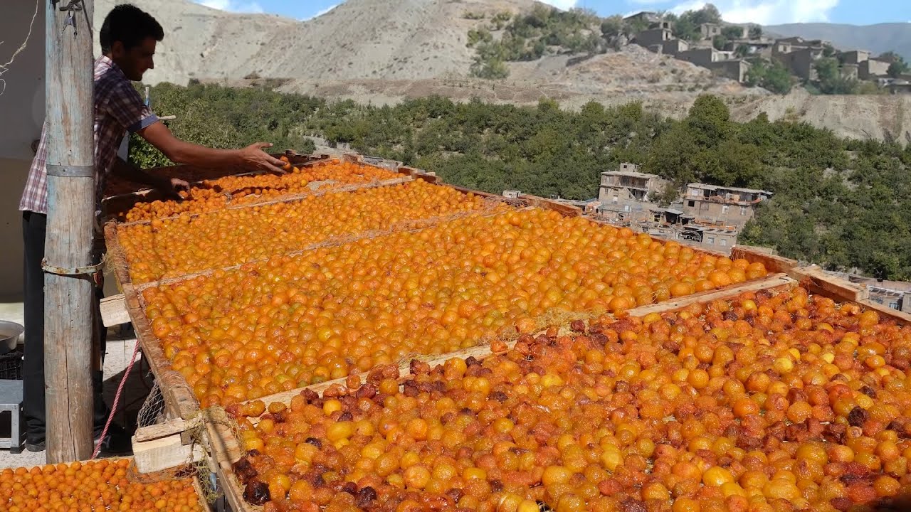 Деревня Золотая Крыша | Производство чернослива в террасной деревне | Как приготовить Сухофрукты?