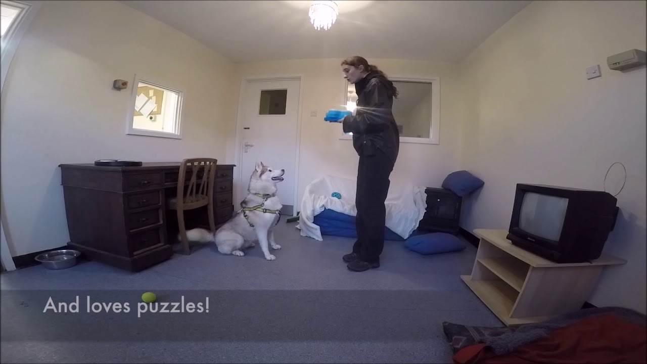 Dogs Trust Snetterton - Sapphire