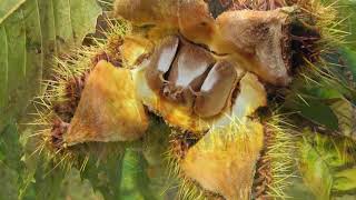Restoration Research of the American Chestnut (Part 1 Intro)
