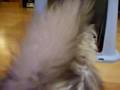 The New Cat Litter Box Rooni And Fei Fei The New Cat Litter Box Rooni And Fei Fei