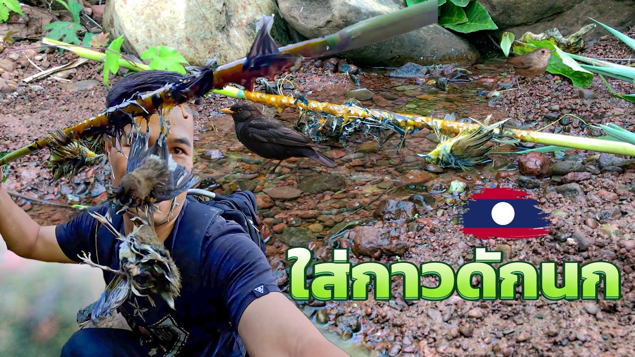 ติดกาว ดักนกลงกินน้ำ ในลำห้วย