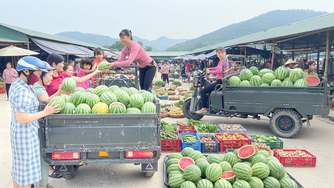 Harvest Lots Of Watermelons, Use 3 Wheeled Truck Transport Water Melon Go To Market Sell