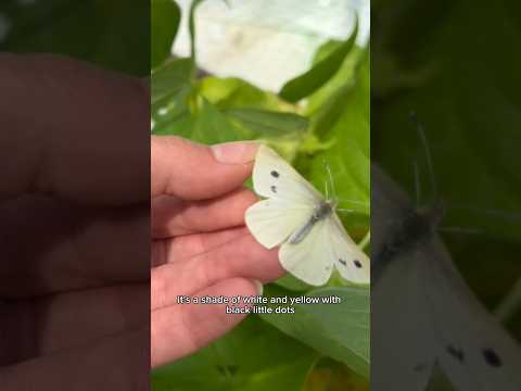 Video: Getting Butterflies In The Garden - Թիթեռների գրավում Լանտանայի բույսերով