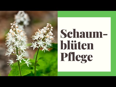 Schaumblüten Pflege - 6 einfache Tipps