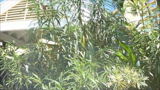 Sunset Jamaica Grande Resort 2013