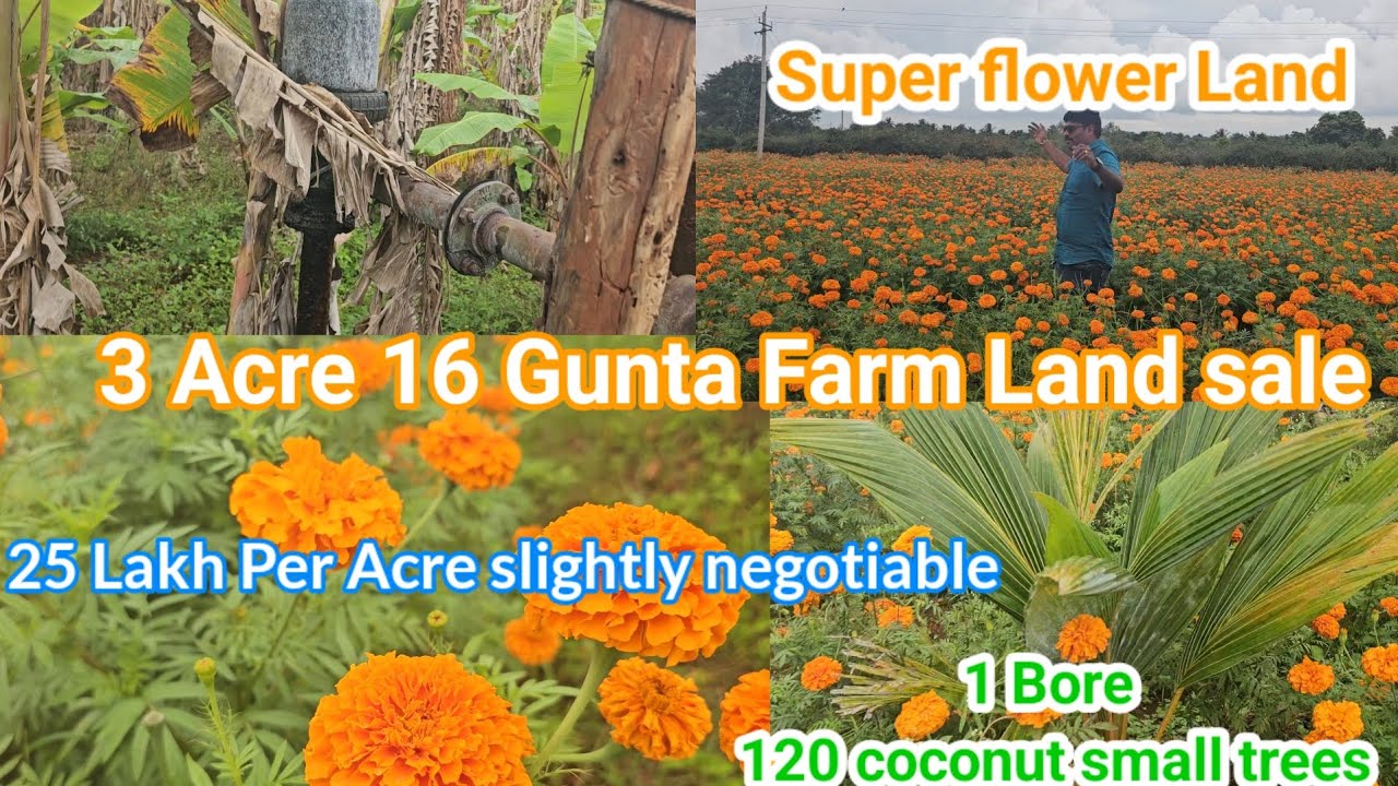 #soldout 3 acre 16 Gunta Agriculture Land for sale 1 Bore Mysore 52 km Bengaluru 175 km