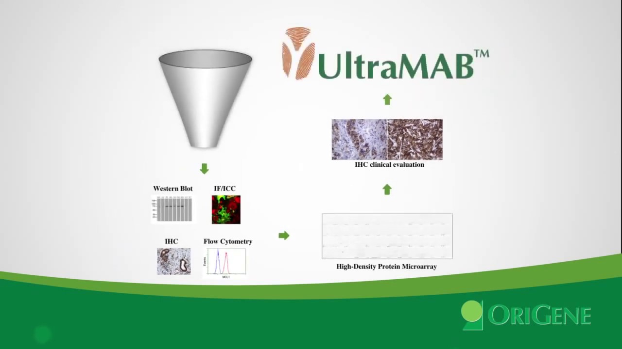 OriGene: UltraMAB Antibody  How to Test Antibody Specificity