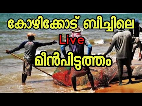 Live fish catching | Calicut beach | Fresh fish 🤩🥰 - YouTube