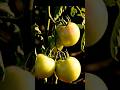 Plant Tomatoes #PlantTomatoes #GrowTomatoes #TomatoGardening #beginnergardener