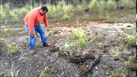 Wild Python Capture with Ruben Ramirez