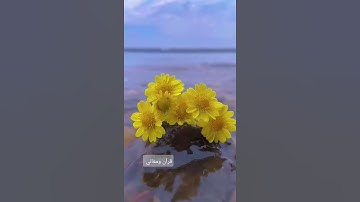 تلاوة خاشعة من سورة الشعراء (وَاجْعَل لِّي لِسَانَ صِدْقٍ فِي الْآخِرِينَ) للقارئ أسد حمود 🌿🌱
