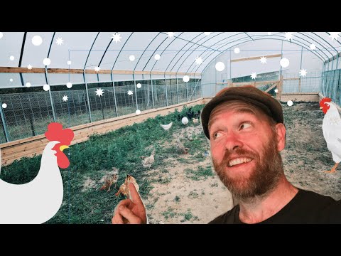 The Ultimate Winter Chicken Coop (in A Day)