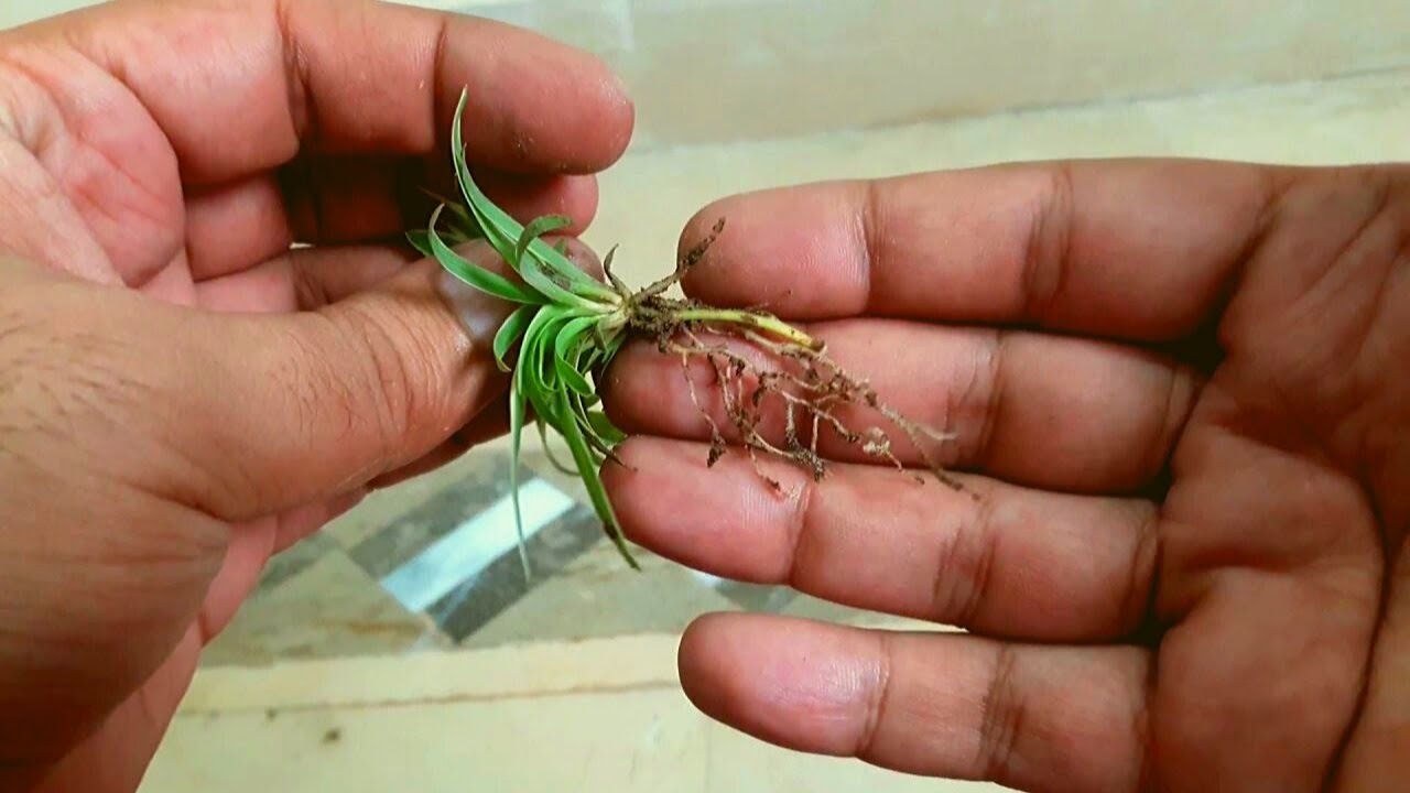 How To Grow Spider Plant From Cuttings YouTube how-to-grow-spider-plant-from-cuttings-youtube