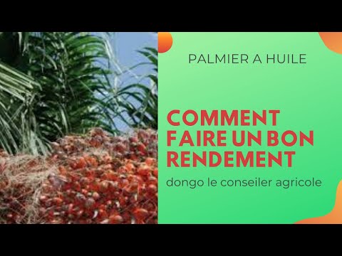Vidéo: Besoins d'engrais pour palmiers - Conseils pour fertiliser les palmiers