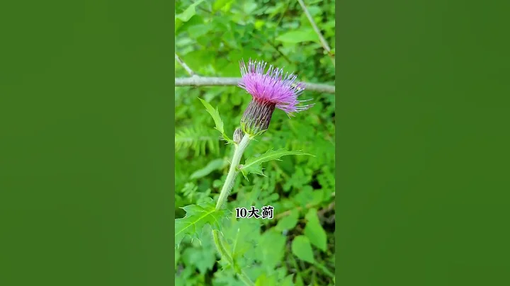野外實拍50種中草藥，看看你家鄉有沒有？認識幾種？想學的朋友拿走…#中草藥 #中藥材#植物#知識分享#shorts - 天天要聞