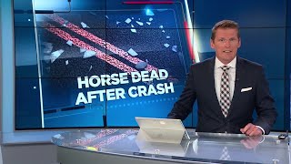 Dodge Co. officials: Alleged drunk driver arrested after killing horse in crash
