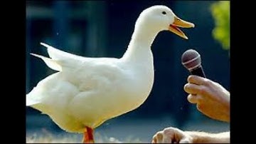 Duck Quack - Sound Effect (HD)