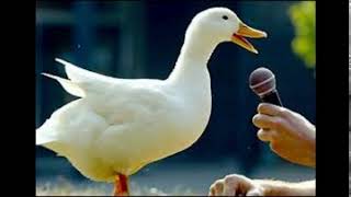 Duck Quack - Sound Effect (HD) Resimi